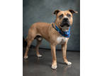Adopt Iguana a Pit Bull Terrier, Mixed Breed