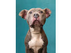 Adopt Huey a Pit Bull Terrier, Mixed Breed