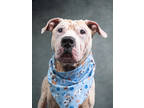 Adopt Kettle corn a Pit Bull Terrier, Mixed Breed