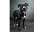 Adopt Elio a Pit Bull Terrier, Mixed Breed