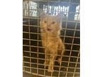 Adopt Tommy a Domestic Short Hair
