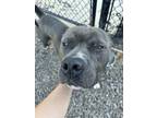 Adopt Mister a Pit Bull Terrier, Mixed Breed