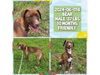 Adopt 02024-06-0180 a Labrador Retriever