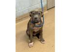 Adopt Lionel a Mixed Breed