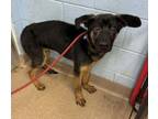 Adopt Dragon - IN FOSTER a Mixed Breed