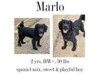 Adopt Marlo a Spaniel, Labrador Retriever