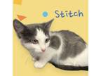 Adopt Stitch a Domestic Short Hair