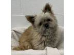 Adopt Archibald a Cairn Terrier, Mixed Breed