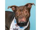 Adopt Ren a American Staffordshire Terrier, Mixed Breed