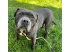 Adopt Oso a American Staffordshire Terrier, Mixed Breed