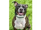 Adopt Cosmo a Pit Bull Terrier, Mixed Breed