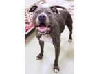 Adopt Warbles a Pit Bull Terrier, Mixed Breed