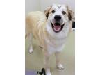 Adopt Murphy a Great Pyrenees, Mixed Breed