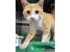 Adopt ORION a Domestic Short Hair