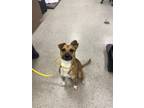 Adopt Tomato a Terrier, Mixed Breed