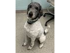 Adopt Whiskey a Standard Poodle, Mixed Breed
