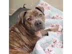 Adopt Admiral a Pit Bull Terrier, Mixed Breed