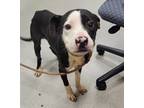 Adopt EASTON a Pit Bull Terrier, Mixed Breed