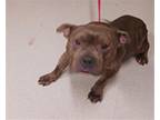Adopt FABIO a Pit Bull Terrier, Mixed Breed