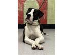 Adopt BOWSER a Pit Bull Terrier