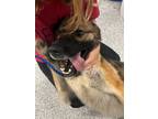 Adopt Gnarls Barkley a German Shepherd Dog