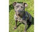 Adopt Sylvester a Pit Bull Terrier, Mixed Breed