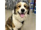 Adopt Tubbs Magee a Bernese Mountain Dog, Great Pyrenees