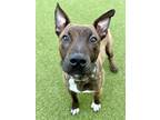 Adopt Croque Monsieur a Mixed Breed