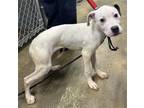 Adopt Rambo a Pit Bull Terrier, Mixed Breed