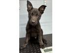 Adopt Barnaby a German Shepherd Dog, Mixed Breed