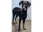 Adopt Charlie-NOT AVAILABLE UNTIL 06/10 a Doberman Pinscher, Mixed Breed
