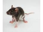 Adopt Stuart Little a Rat