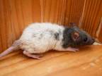 Adopt Speedy Gonzales a Rat