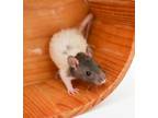 Adopt Mortimer a Rat