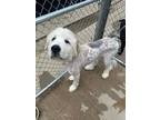 Adopt Yeti a Great Pyrenees, Mixed Breed
