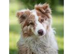 Adopt Archie a Australian Shepherd