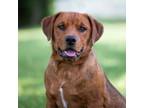 Adopt Willy a Chow Chow, Pit Bull Terrier