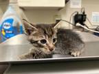 Adopt Hennessey a Domestic Short Hair