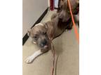 Adopt NIBS a Pit Bull Terrier, Mixed Breed