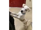 Adopt TOMMY a Catahoula Leopard Dog, Mixed Breed