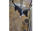 Adopt Ambros a Black Labrador Retriever, Border Collie