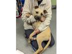 Adopt Axel a Black Mouth Cur, Mixed Breed