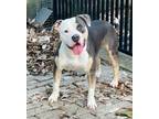 Adopt Scout a Pit Bull Terrier, Mixed Breed