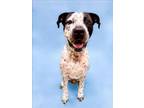 Adopt SPIRIT a German Shorthaired Pointer, Mixed Breed