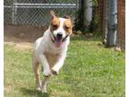 Adopt MAX a Parson Russell Terrier, Mixed Breed