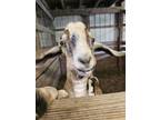 Adopt Beevus a Goat