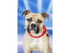 Adopt Rigby a Mixed Breed