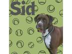 Adopt Sid a Boxer, Mastiff