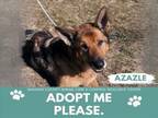 Adopt AZAZLE a German Shepherd Dog