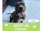 Adopt ZINC a Pit Bull Terrier